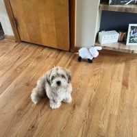 Ohio State puppies ico