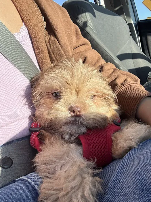 Ohio State puppies Picture 5