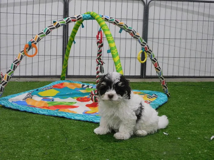 Ohio State puppies Picture 8