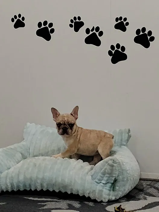 Ohio State puppies Picture 10