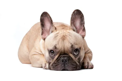 Animal Dermatology Clinic Picture 7