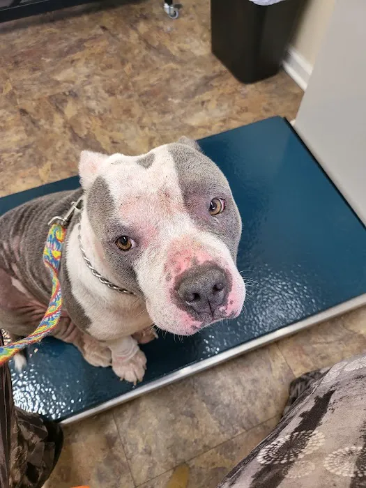 Animal Dermatology Clinic Picture 1