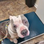 Animal Dermatology Clinic