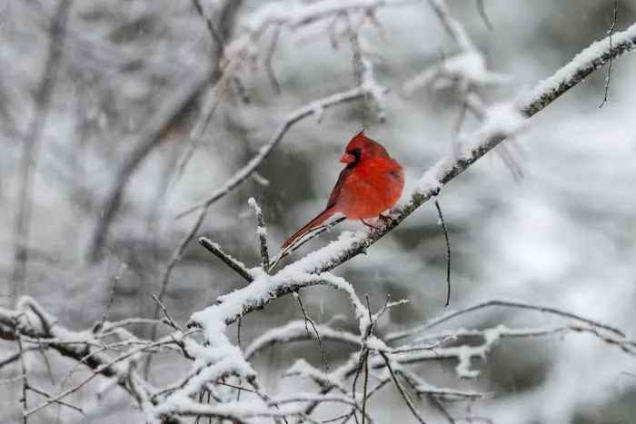 The Birdwatchers Store Picture 3