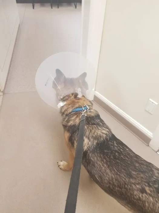 Verona Animal Hospital Picture 6