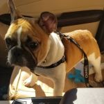 Verona Animal Hospital