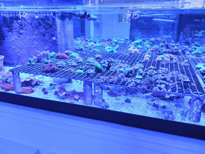The Reef Gallery Picture 9