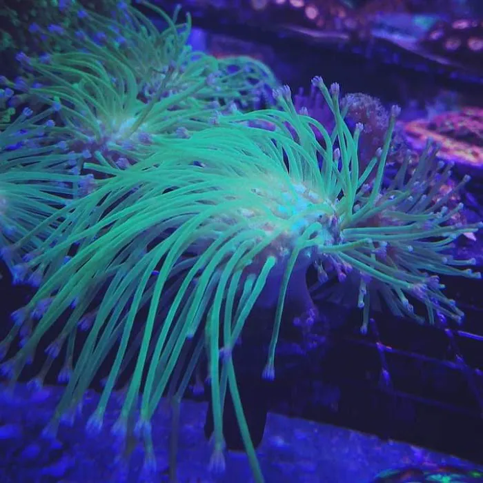 The Reef Gallery Picture 8