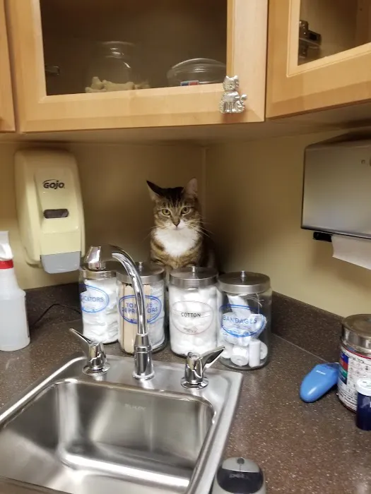 VCA Eagle Rock Animal Hospital Picture 6