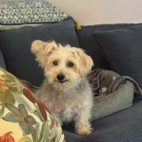 Petagogy ico