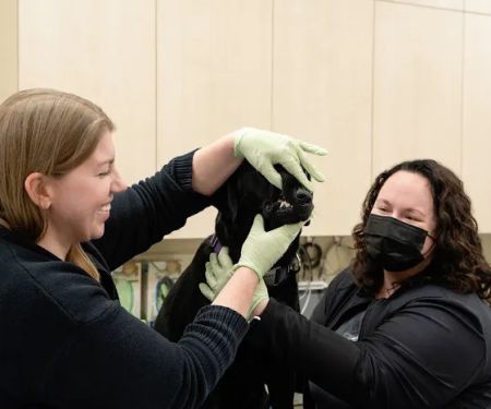GSVS Veterinary Emergency Care East Brunswick