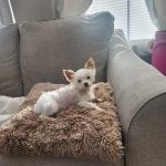 Banfield Pet Hospital