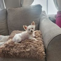 Banfield Pet Hospital ico
