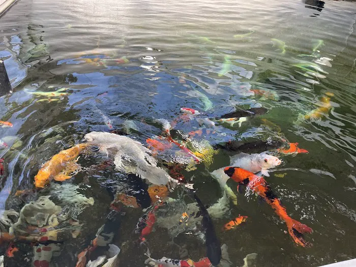 Sippel Koi Picture 1