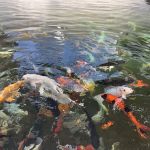 Sippel Koi