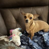 East Brunswick Animal Hospital ico