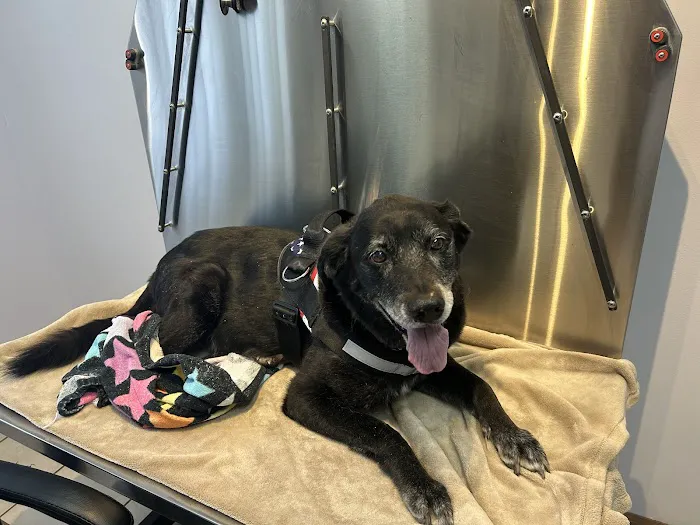 Easton Animal Clinic Picture 4
