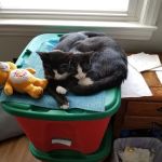 Easton Animal Clinic