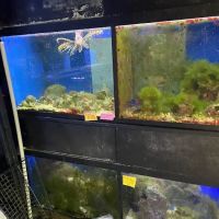 Pets In the Park ico