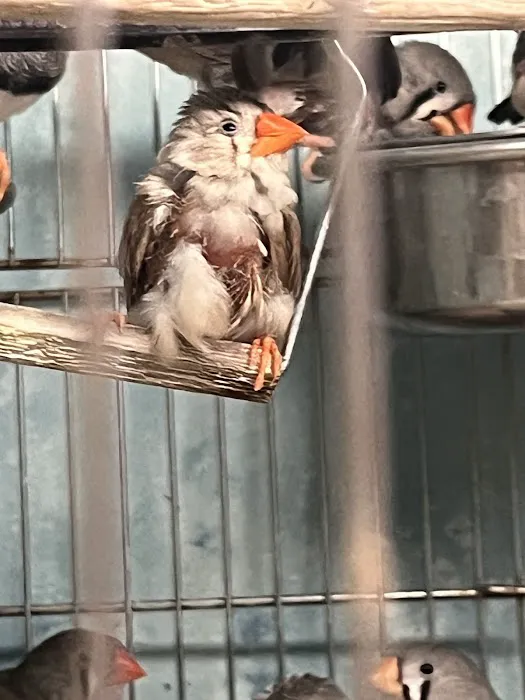 Pets In the Park Picture 5