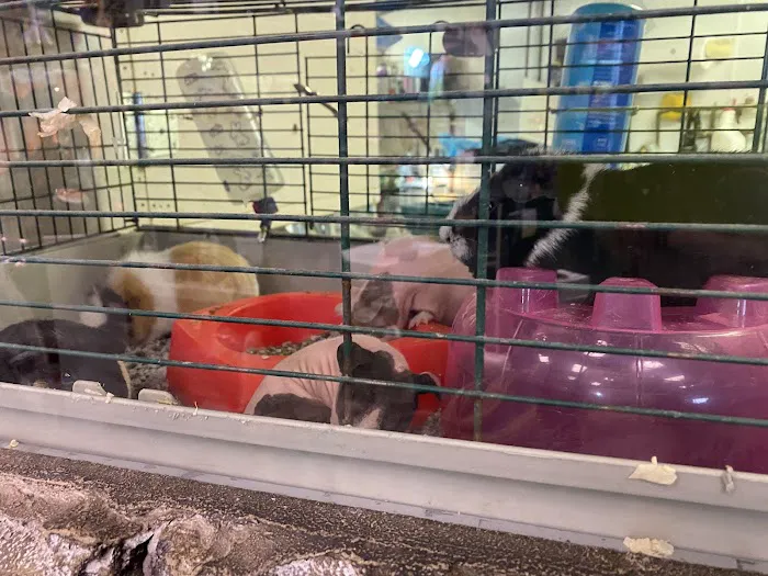 Pets In the Park Picture 9