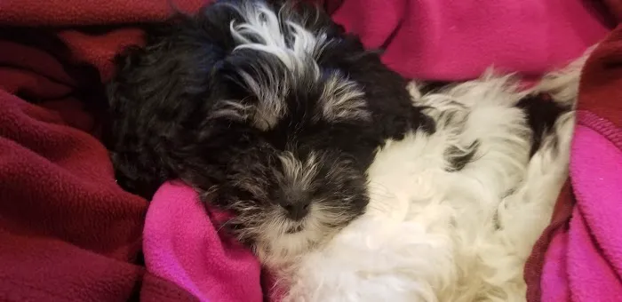 Marlboro Village Veterinary Hospital of Marlboro and Aberdeen & The Bark Park Dog Daycare! Picture 6