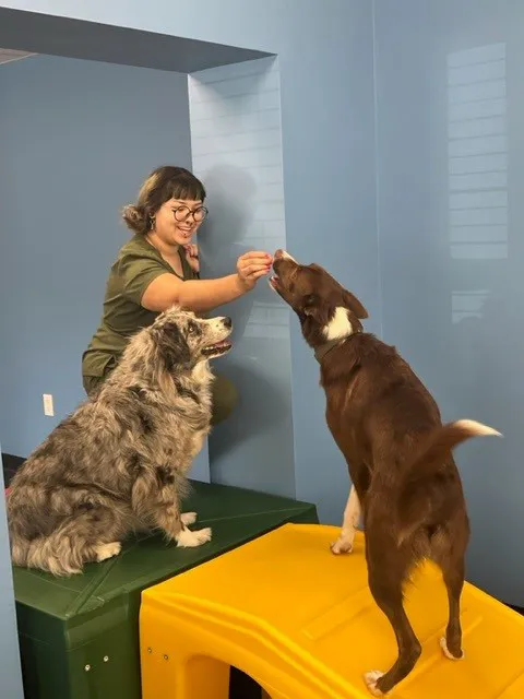 Marlboro Village Veterinary Hospital of Marlboro and Aberdeen & The Bark Park Dog Daycare! Picture 2