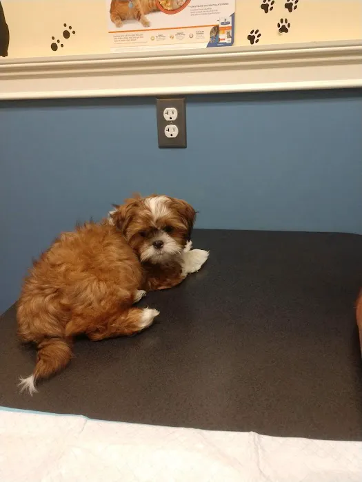 Marlboro Village Veterinary Hospital of Marlboro and Aberdeen & The Bark Park Dog Daycare! Picture 3