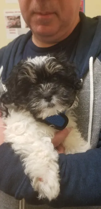 Marlboro Village Veterinary Hospital of Marlboro and Aberdeen & The Bark Park Dog Daycare! Picture 4