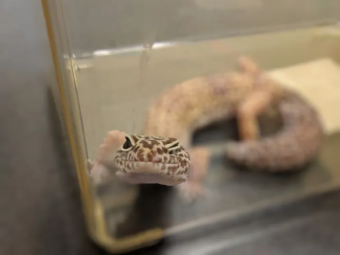 Marlboro Village Veterinary Hospital of Marlboro and Aberdeen & The Bark Park Dog Daycare! Picture 9