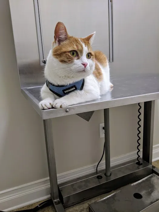 4 Paws Animal Hospital Picture 2