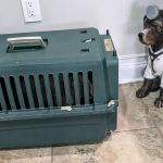 4 Paws Animal Hospital