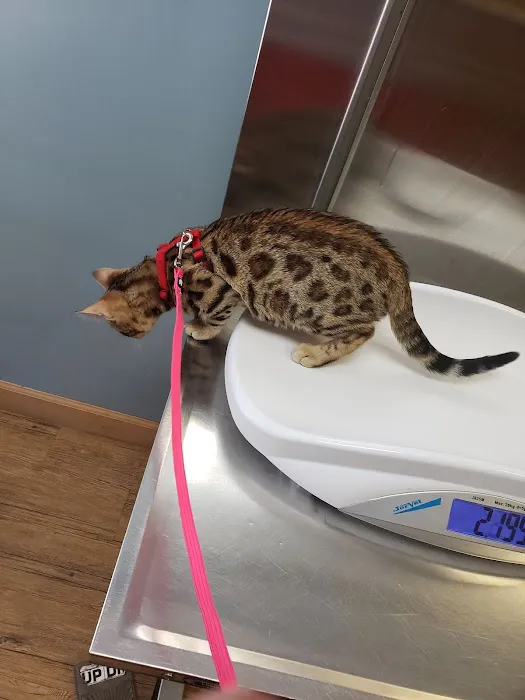 4 Paws Animal Hospital Picture 6