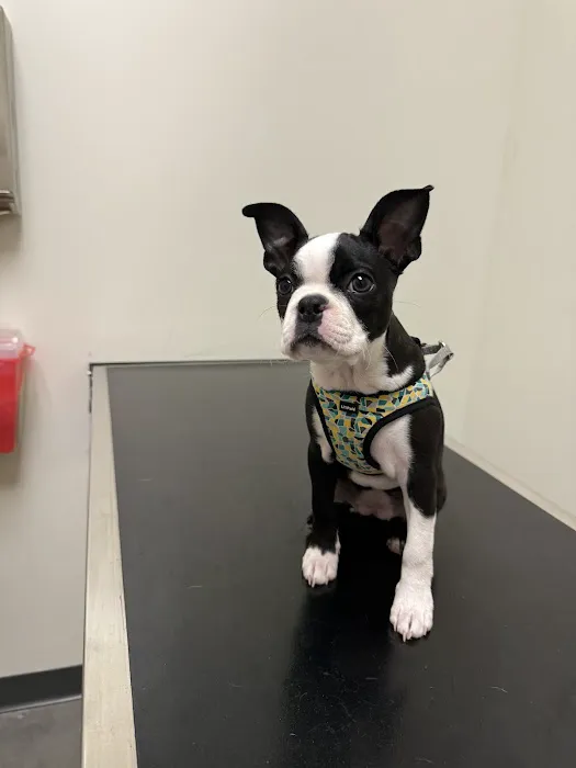 Vetco Total Care Animal Hospital Picture 3