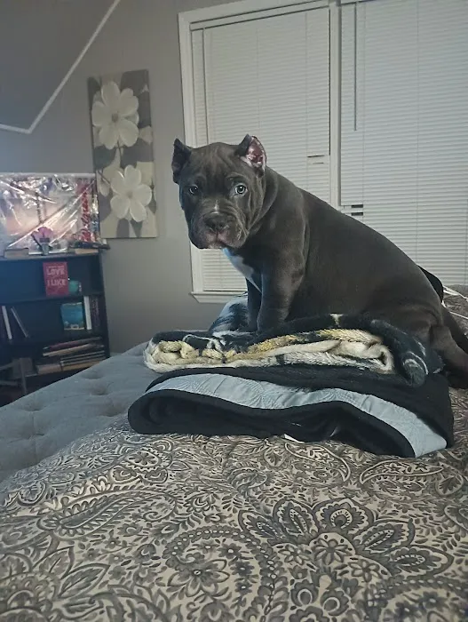 Bully Max Picture 1