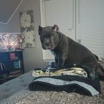 Bully Max