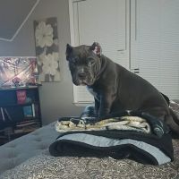 Bully Max ico