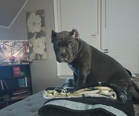Bully Max