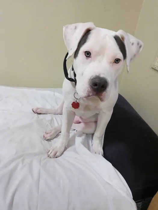 Bully Max Picture 7