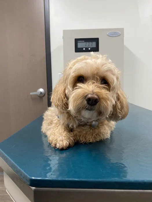 Country Animal Hospital Picture 8