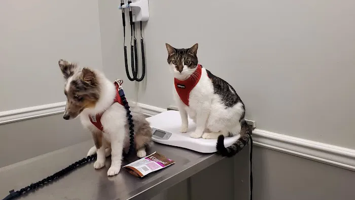 Country Animal Hospital Picture 10