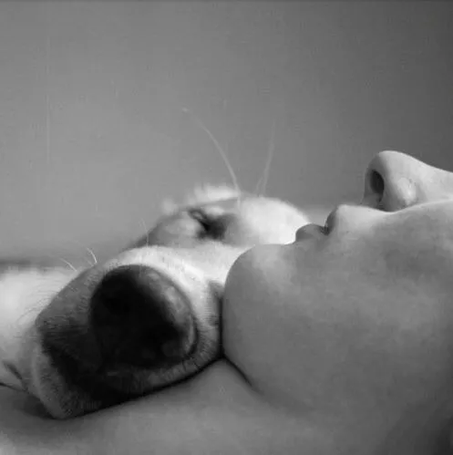 Animal Health Care of Marlboro Picture 4