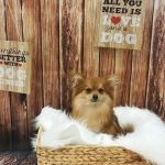 Petland Robinson