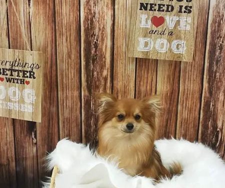 Petland Robinson