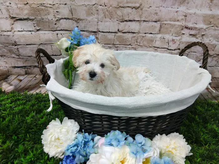 Petland Robinson Picture 6