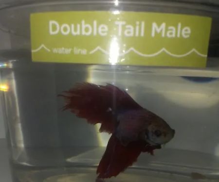 Petco
