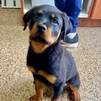 Bayshore Veterinary Hospital ico