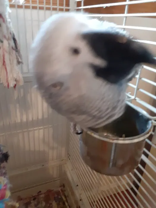 Pretty Birds, LLC Picture 2