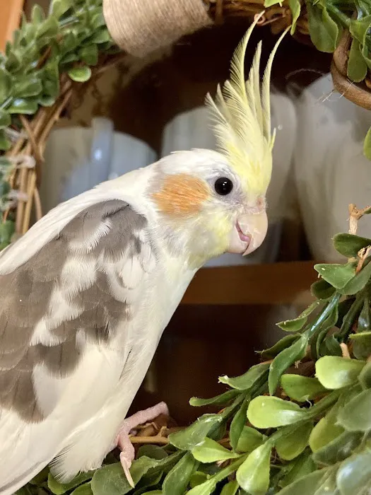 Pretty Birds, LLC Picture 4