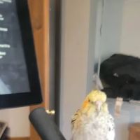 C&B Birds ico